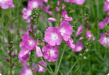 Sidalcea malviflora 'Party Girl'