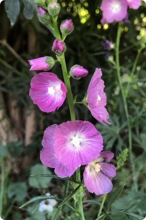 Sidalcea malviflora 'Purpetta'