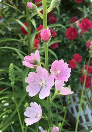 Sidalcea malviflora Rosaly