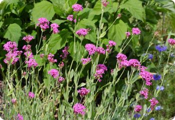 silene orientalis