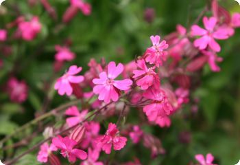 silene pendula triumph rose