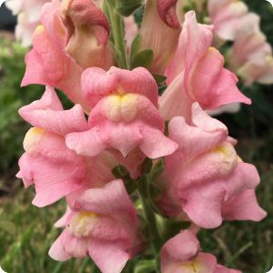 Snapdragon 'Apple Blossom'