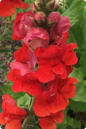 Snapdragon 'Defiance'