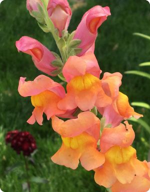 Snapdragon 'Orange Wonder'