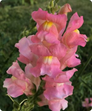Snapdragon 'The Rose'