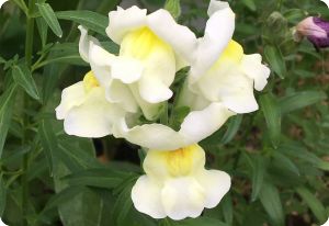 snapdragon snowflake