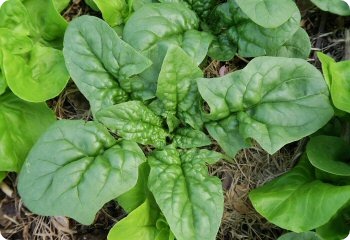 Spinach 'Bloomsdale Long Standing'