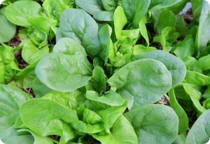 Spinach 'Giant Noble'