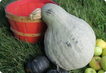 Squash 'Blue Hubbard'