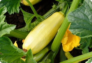 Squash 'Early Prolific Straightneck'