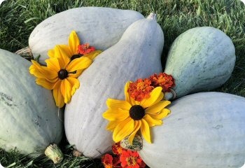 Squash 'Guatemalan Blue'