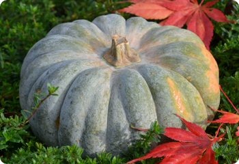 Squash 'Jarrahdale Pumplin'