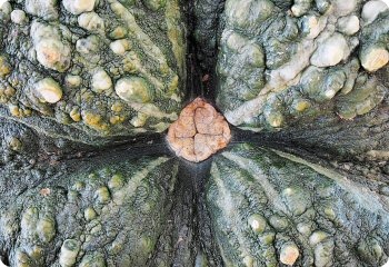 Squash Marina di Chioggia