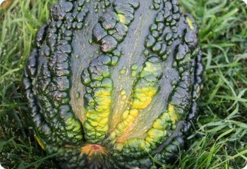 Squash 'Musquee de Maroc'