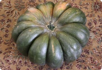 Squash 'Musquee de Provence'