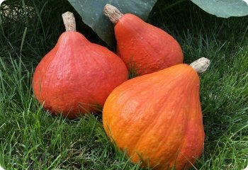 Squash 'Potimarron'