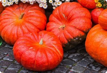 Squash 'Rouge Vif d'Etampes'