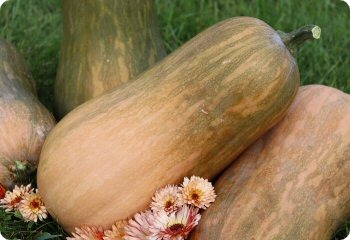 Squash 'Sucrine du Berry'