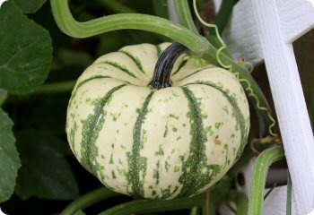 Squash 'Sweet Dumpling'