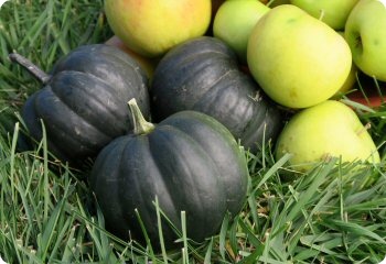 Squash 'Table King Acorn'