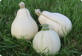 Squash 'Tennessee Sweet Potato'