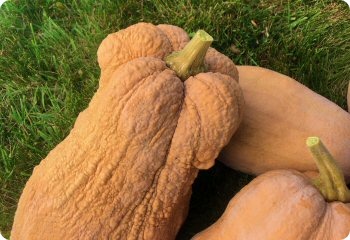 Squash 'Violina Rugosa Butternut'