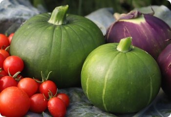 Squash 'Zapallito del Tronco'