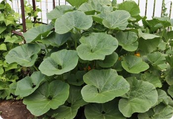 Squash 'Zapallito del Tronco'
