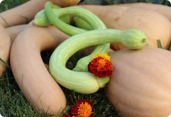 Squash 'Zucchino Rampicante'