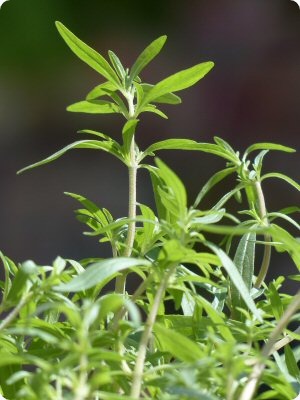 summer savory