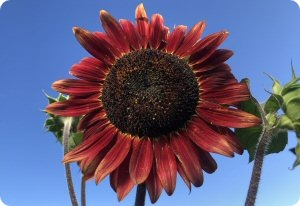 Sunflower 'Chocolate Cherry'