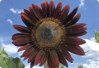 Sunflower 'Chocolate Cherry'