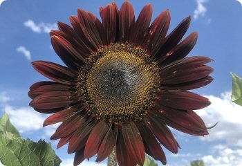 Sunflower Chocolate Cherry