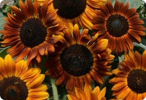 Sunflower 'Earthwalker'