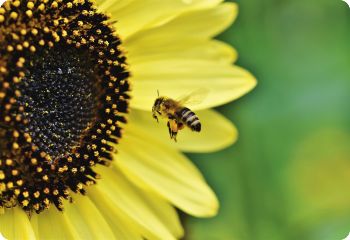 Sunflower 'Lemon Queen'