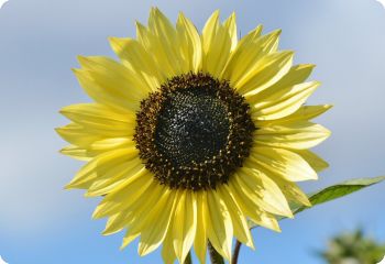 Sunflower 'Moonshine'