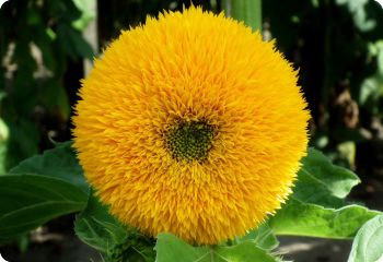 Sunflower 'Teddy Bear'