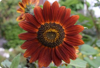 Sunflower 'Velvet Queen'