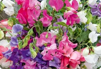 Sweet Pea 'Bijou Mix'