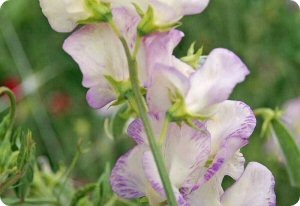 Sweet Pea High Scent