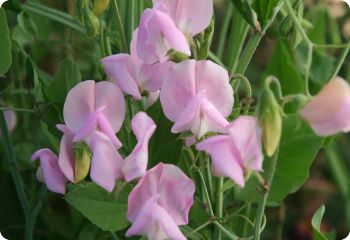 sweet pea janet scott