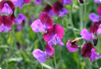 sweet pea matucana