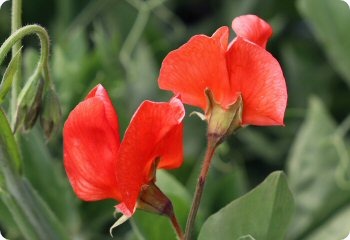 Sweet Pea 'Prince of Orange'