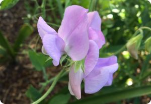 Sweet Pea 'Royal Lavender'