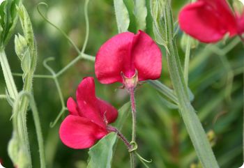 Sweet Pea Royal Red