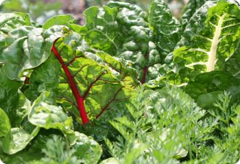 Swiss Chard 'Rainbow'