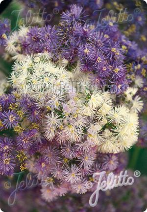 Thalictrum aquilegifolium