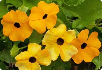 Thunbergia alata