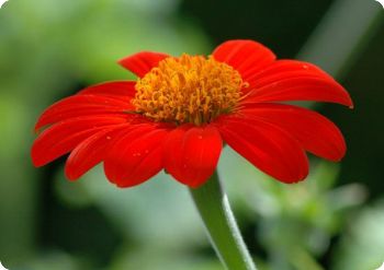 tithonia rotundifolia torch