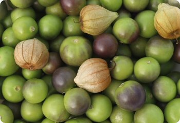 Tomatillo 'Mountain Pima'